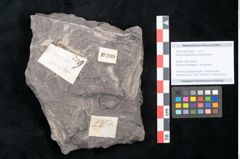 Foto (Objekt + Etikett) von Dicksonia pterioides Ettingshausen (NHMW-GEO-2024-0188-10209)